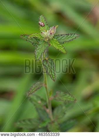 Small Angiosperm Plant Of The Family Malvaceae
