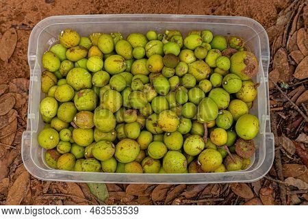 Fruits Called Mangaba Collected In A Plastic Container