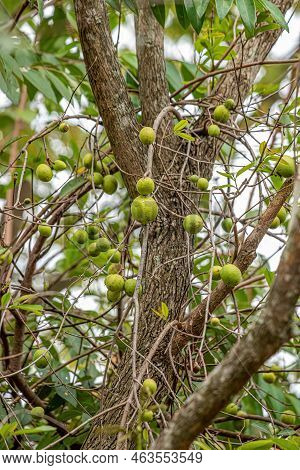 Tree With Fruits Called Mangaba Of The Species Hancornia Speciosa With Selective Focus