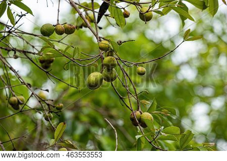 Tree With Fruits Called Mangaba Of The Species Hancornia Speciosa With Selective Focus