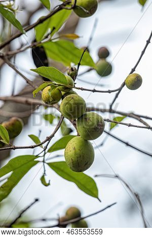 Tree With Fruits Called Mangaba Of The Species Hancornia Speciosa With Selective Focus