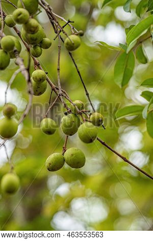Tree With Fruits Called Mangaba Of The Species Hancornia Speciosa With Selective Focus