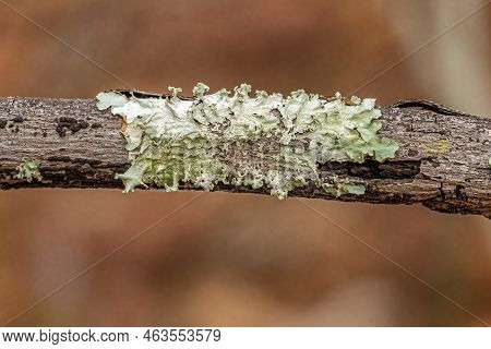 Small Shield Lichen Of The Family Parmeliaceae