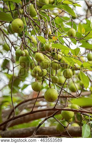 Tree With Fruits Called Mangaba Of The Species Hancornia Speciosa With Selective Focus