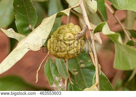 Small Wild Fruit Of The Species Duguetia Furfuracea