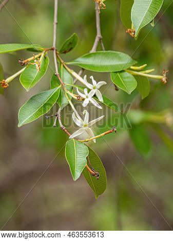 Flower Of The Tree Called Mangaba Of The Species Hancornia Speciosa With Selective Focus