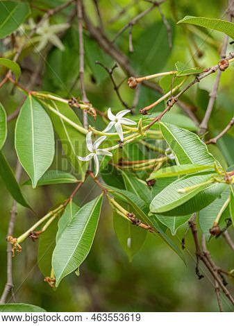 Flower Of The Tree Called Mangaba Of The Species Hancornia Speciosa With Selective Focus