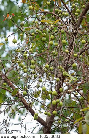 Tree With Fruits Called Mangaba Of The Species Hancornia Speciosa With Selective Focus