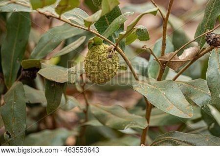 Small Wild Fruit Of The Species Duguetia Furfuracea