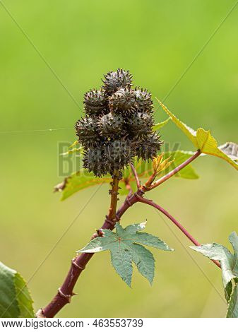 Green Castor Bean Plant Of The Species Ricinus Communis