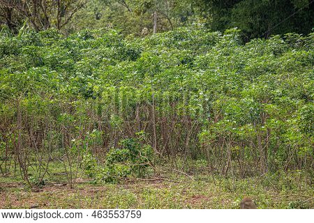 Several Cassava Plants Of The Species Manihot Esculenta