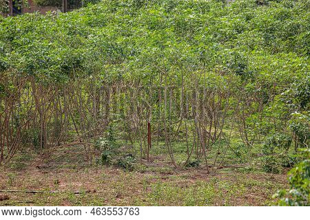 Several Cassava Plants Of The Species Manihot Esculenta