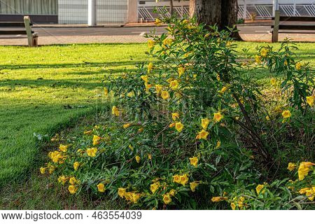 Allamanda Flowering Plant Of The Species Allamanda