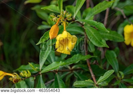 Allamanda Flowering Plant Of The Species Allamanda