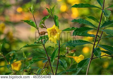 Allamanda Flowering Plant Of The Species Allamanda