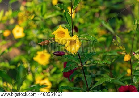 Allamanda Flowering Plant Of The Species Allamanda