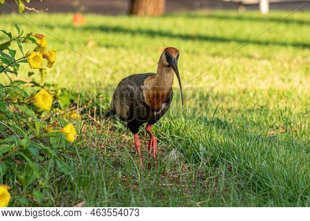 Buff Necked Ibis Of The Species Theristicus Caudatus