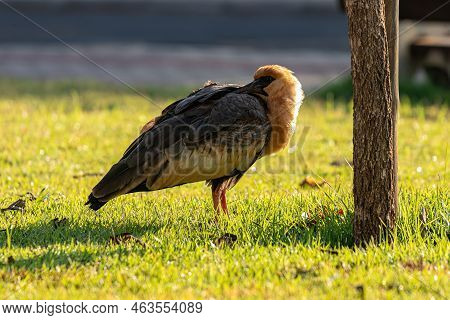 Buff Necked Ibis Of The Species Theristicus Caudatus