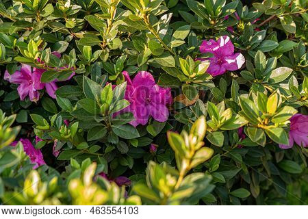 Azalea Flowering Plant Of The Genus Rhododendron