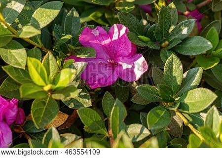 Azalea Flowering Plant Of The Genus Rhododendron