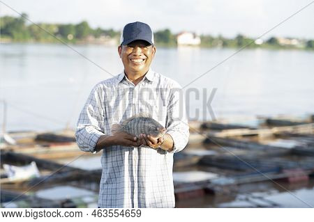 Fish Farmers In Tilapia Farm Catch Large Live Tilapia For Export To Fish Market. Fresh Tilapia.