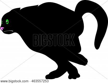 A Black Cat Runs Across The Road