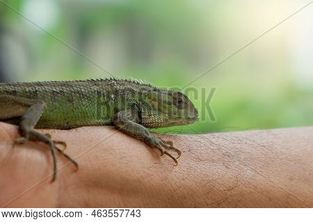 Lizard Or Pet Chameleon In Human Hands On Blurred Background, Pet Reptile.