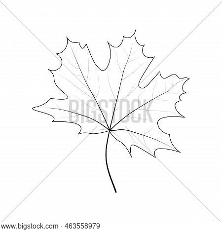 Single Simple Marple Leaf Outline. Coloring Page For Kids. Autumn, Spring, Summer. Balck And White, 