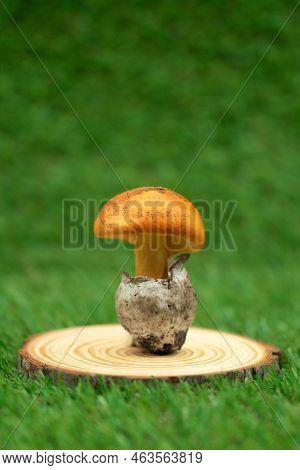 Close-up Of King's Egg On Wooden Stump Vertical View