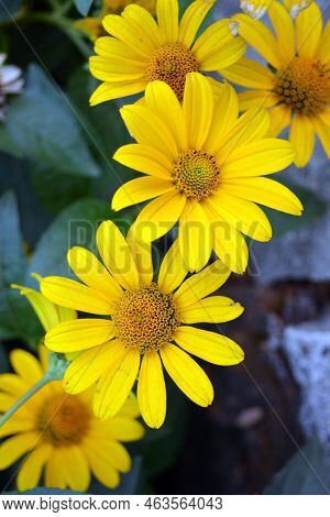Beautiful Bushes Of Pale Yellow Flowers With Green Leaves And Growing In A Flower Bed Near The House