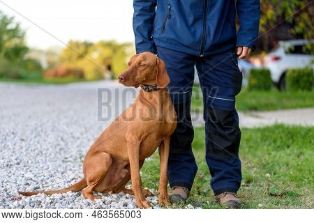 Adult Hungarian Or Magyar Vizsla Or Smooth-haired Vizsla.