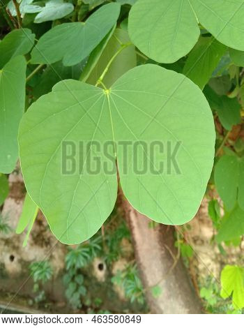 Bauhinia Racemosa Or Apta Leaf Or Bidi Leaf