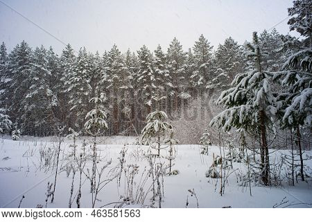 Winter In A Spruce Forest, Spruces Covered With White Fluffy Snow. Selective Focus.