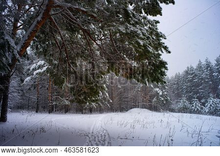 Winter In A Spruce Forest, Spruces Covered With White Fluffy Snow. Selective Focus.