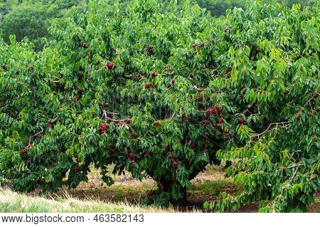 Sweet Ripe Black Cherry Berries Hanging On Cherry Tree In Fruit Orchard Near Venasque Village, Luber