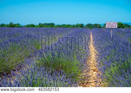 Lavender Fields In Plateau De Valensole In Summer. Alpes De Haute Provence, Paca Region, France. Fre