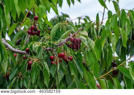 Sweet Ripe Black Cherry Berries Hanging On Cherry Tree In Fruit Orchard Near Venasque Village, Luber