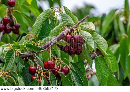 Sweet Ripe Black Cherry Berries Hanging On Cherry Tree In Fruit Orchard Near Venasque Village, Luber