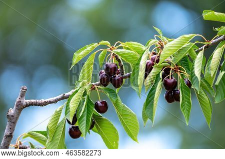 Sweet Ripe Black Cherry Berries Hanging On Cherry Tree In Fruit Orchard Near Venasque Village, Luber