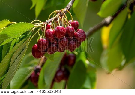 Sweet Ripe Black Cherry Berries Hanging On Cherry Tree In Fruit Orchard Near Venasque Village, Luber