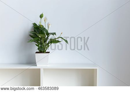 Peace Lily Aka Spathiphyllum Plant In The Office On White Wall Backrgound