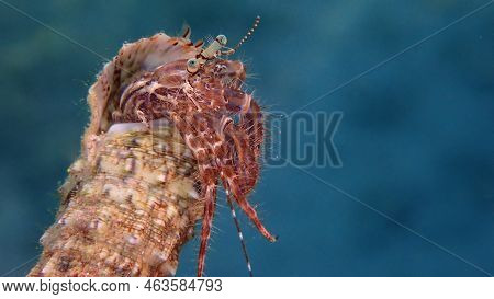 Striped Hermit Crab Or Rocky-shore Hermit Crab (pagurus Anachoretus) Extreme Close-up Undersea, Aege
