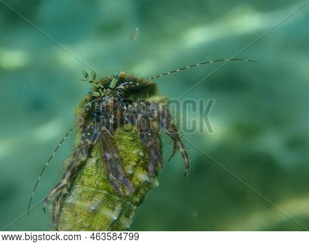 Striped Hermit Crab Or Rocky-shore Hermit Crab (pagurus Anachoretus) Extreme Close-up Undersea, Aege