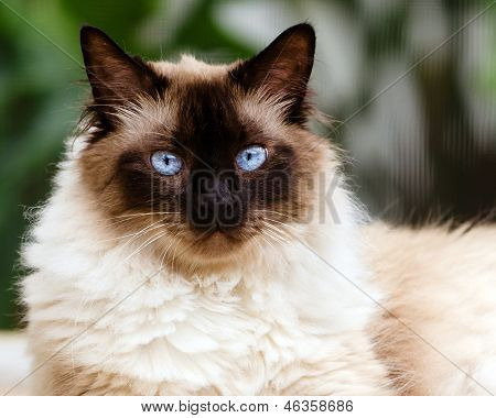 Portræt af Himalayan kat