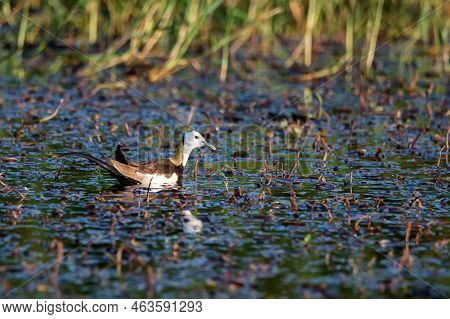 Pheasant-tailed Jacana Or Hydrophasianus Chirurgus In Sri Lanka