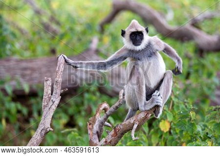 Gray Langur Or Semnopithecus Priam Thersites Sits On Tree