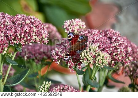 Kislitz Ist Gew Hnlicher Oder Hasenkohl. Schmetterling Pfauenauge Sitzt Auf Blumen .