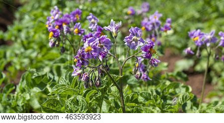 Blooming Potatoes. Potato Flowers Bloom In The Sun, Grow On A Plant. Red Blooming Potato Flower On A