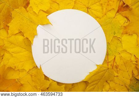 Flatlay White Round On Yellow Maple Foliage Background Copyspace. Сircle Framed By Leaves - For Logo