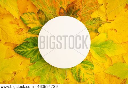 Vertical Flatlay White Round Copyspace On Gradient Green-yellow Maple Foliage Background. Сircle Fra